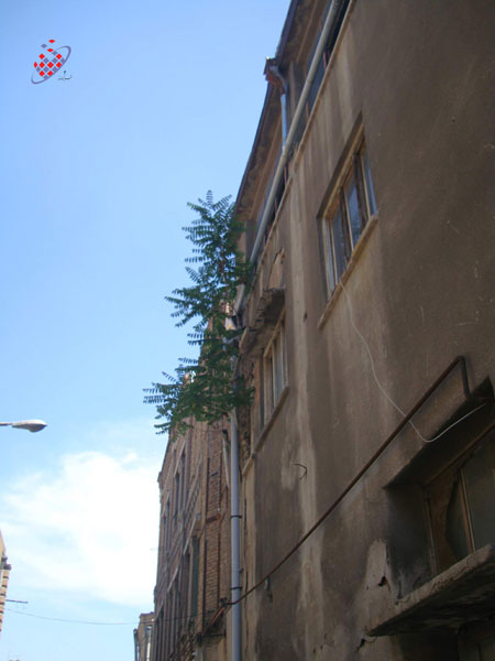 Ailanthus altissima - آبلان -  Kaveh Vahidi Azar - کاوه وحیدی آذر